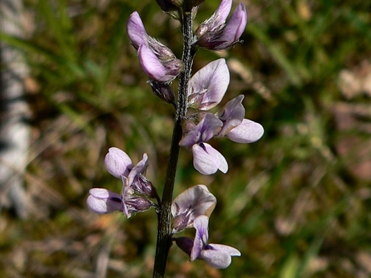 {Orbexilum pedunculatum}